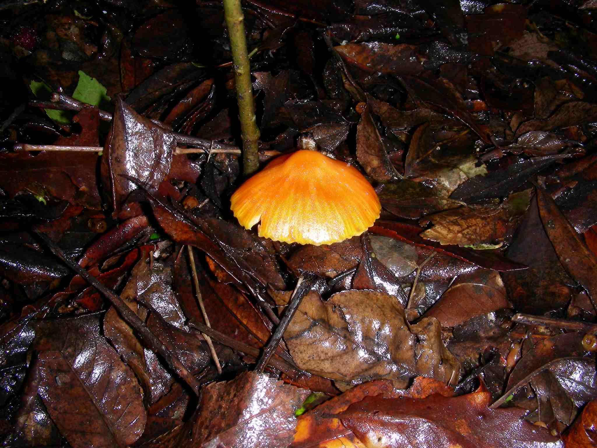 1861 Dicembre vecchio ritrovamento